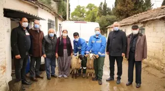 NESLİ TÜKENMEKTE OLAN ÇİNE ÇAPARI KOYUNLAR ÇOĞALTILDI