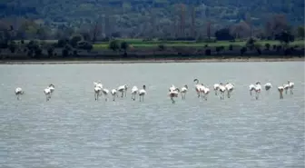 ÇANAKKALE SAVAŞLARI'NIN YAŞANDIĞI YARIMADA FLAMİNGOLARI AĞIRLADI