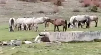 Tavşanlı Yaylacık ormanlarında yılkı atları görüntülendi