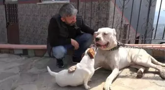 'DOGO ARGENTİNO' IRKI KÖPEKLERİNE YARGI KARARIYLA KAVUŞTU