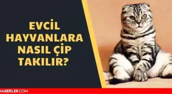 Kediye çip taktırma fiyatı 2022 ne kadar? Evcil hayvanlara çip takılması zorunluluğu getirildi