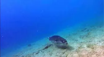 GÖKOVA'DA KIYI MAĞARASINDA İLK KEZ 5 FOK AYNI ANDA GÖRÜNTÜLENDİ