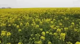 Tarlaları sarıya boyayan kanola Trakya'da yaygınlaşıyor