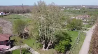 1100 yıllık çınar ağacı bakıma alındı