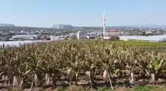 Ar-Ge çalışmalarıyla yerli muzda üretim de tüketim de artıyor