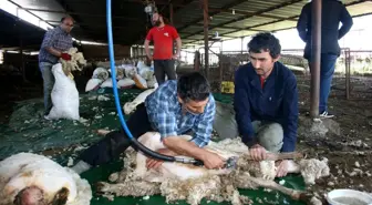 Koyunlar yaza hazırlanıyor...Üreticiler yapağı fiyatlarına isyan etti