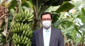 Türkiye'nin muz üretimi Ar-Ge ile katlanarak artıyor