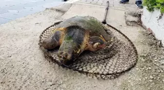 Ateşli silahla vurulan caretta caretta için zamanla yarıştılar