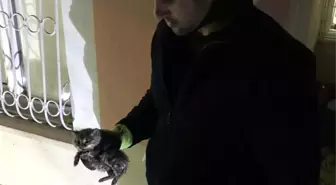 Boruya sıkışan yavru kedi kurtarıldı