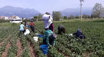 Hatay'da taze fasulye hasadı başladı