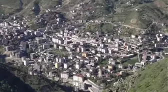 Hakkari dağlarında açan ters laleler görsel şölen sunuyor