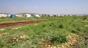 Mevsimlik tarım işçilerinin ramazanda zorlu ekmek mücadelesi