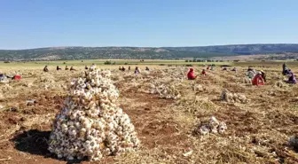 Gaziantep Büyükşehir Belediyesi, Araban sarımsağının AB'de tescillenmesi için başvuruda bulundu