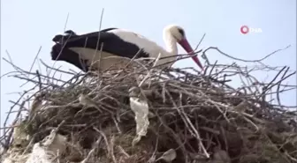 Leylekler mahalleliye rehberlik ediyor, onlar gelince verimde artıyor