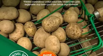 TARSİM: 'Patates ürününüz güvende'