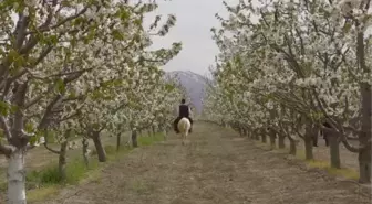 AFYONKARAHİSAR - Sultandağı'ndaki kiraz bahçelerinde foto safari