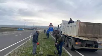 Arpaçay Belediyesi refüjleri ağaçlandıryor