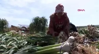 GAZİANTEP'TE YEŞİL SARIMSAK HASADI BAŞLADI