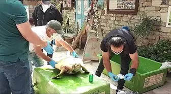 İzmir'de silahla vurulan Caretta Caretta'nın ilk tedavisi Kuşadası'nda yapıldı