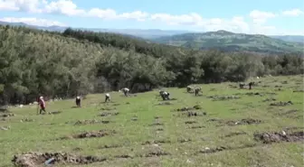 Manisalı kadınlar Ege'nin dağlarına gelir getirici ağaç türleri dikiyor