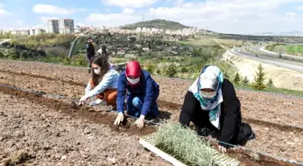 Altındağ çiçek açtı