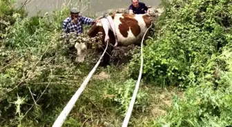 Son dakika... Nehre düşen ineği itfaiye kurtardı