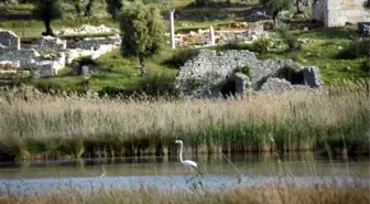 Noel Baba Kuş Cenneti'nde bu yıl 2 flamingo ayrılmadı