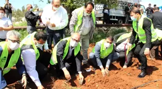 Silifke'de 10 bin lavanta fidanı toprakla buluşturuldu