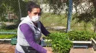 TAM KAPANMA ÖNCESİ FİDE SATIŞLARI ARTTI