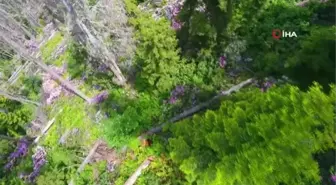 Artvin'de ladin ormanları, sekiz dişli kabuk böcek istilasıyla karşı karşıya