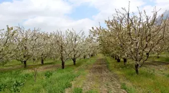 Isparta'da kiraz bahçeleri bu yıl da boş kaldı