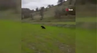 Kopeklerin saldırdığı karacayı mahalle sakinleri kurtardı