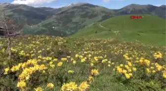 Son dakika haberi | Koronavirüs vakası görülmeyen yaylada yaşıyorlar