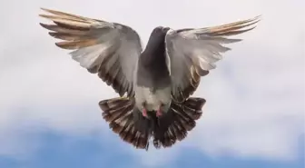 Pigeon ne demek? Pigeon anlamı ne?