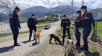 Aç kalan sokak hayvanlarını jandarma besliyor