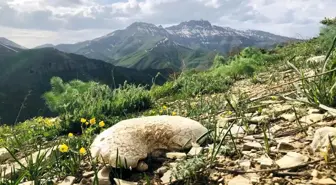 Doğada sadece 14 gün yetişiyor fiyatı el yakıyor