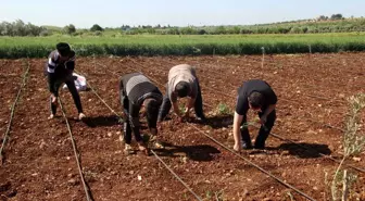 İşçi bayramında tarım işçileri sahada çalışıyor