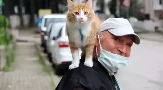 Şehir şehir, sokak sokak kedisini omuzunda gezdiriyor