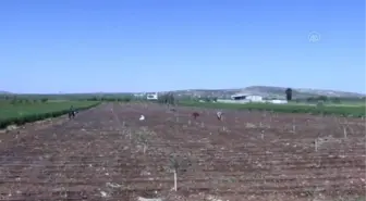 Tarım işçileri 1 Mayıs Emek ve Dayanışma Günü'nde de üretime katkı sağlıyor