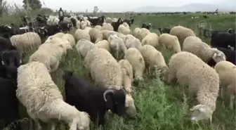 Göçerlerin yaylalara yolculuğu başladı