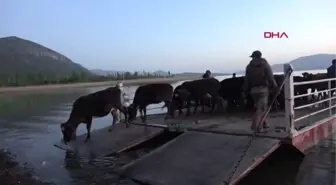 ISPARTA MADA ADASI'NDA YAŞAYANLARININ SALLA YAYLAYA GÖÇÜ BAŞLADI