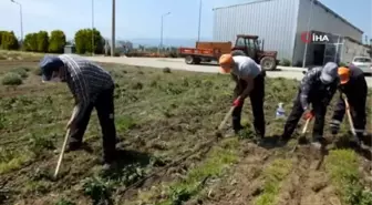 Arıcılar için ballı bitkilerin üretimine başladı