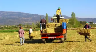 Aydın'da ot toplayan gençlere mühendis maaşı