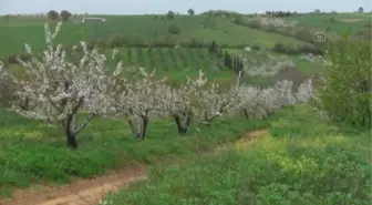 BALIKESİR - Bandırma Çakıl Mahallesi'nde bu yıl 150 ton kiraz rekoltesi bekleniyor