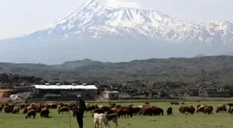 Iğdırlı besiciler Ağrı Dağı'nın yolunu tuttu