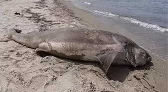 Kuşadası sahilde 3.7 metre uzunluğunda ölü bir köpekbalığı bulundu