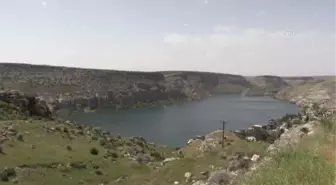 ŞANLIURFA - Halfeti'nin tescilli karagülünde hasat zamanı