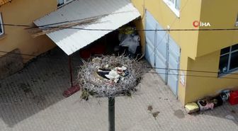 Yaren Leyleğin dostu Adem Amca'ya müjdeli haber: 4 yavrusu dünyaya geldi