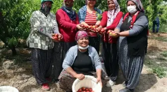 Kısıtlamada 'erkenci nektarin' hasadı sürüyor