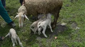 MERİNOS KIRMASI KOYUNU, BEŞİZ DOĞURDU